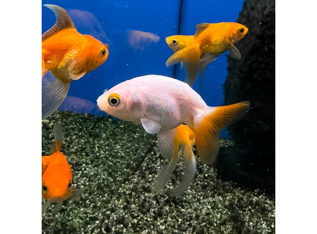 Золотая рыбка Ранчу ассорти М (Carassius auratus)