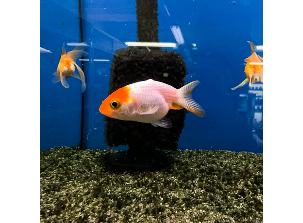 Золотая рыбка Ранчу ассорти М (Carassius auratus)