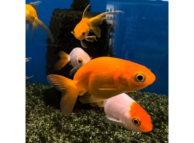 Золотая рыбка Ранчу ассорти М (Carassius auratus)