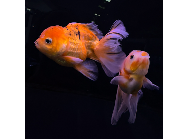 Золотая рыбка Оранда роза хвост L (Carassius auratus var.)