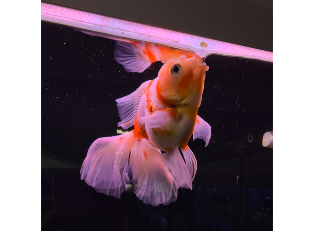 Золотая рыбка Оранда роза хвост L (Carassius auratus var.)