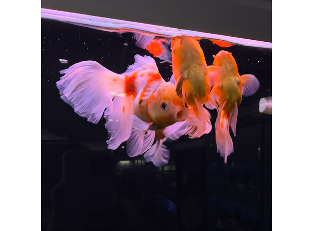Золотая рыбка Оранда роза хвост L (Carassius auratus var.)