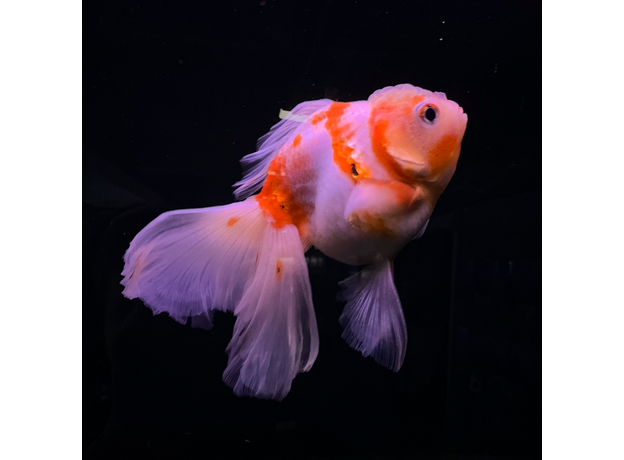 Золотая рыбка Оранда роза хвост L (Carassius auratus var.)