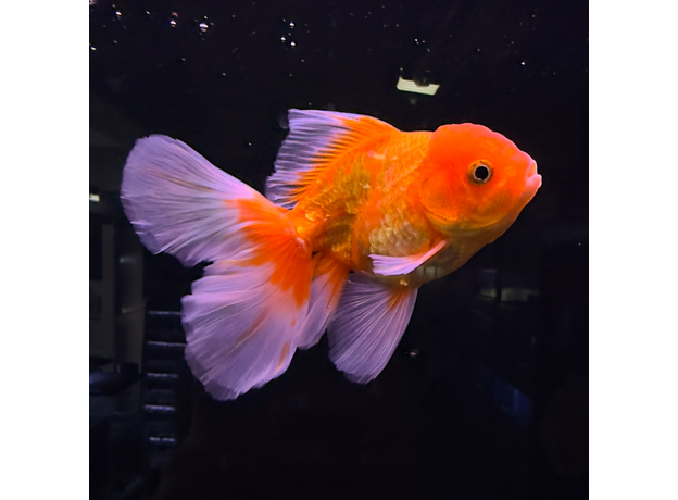 Золотая рыбка Оранда роза хвост L (Carassius auratus var.)