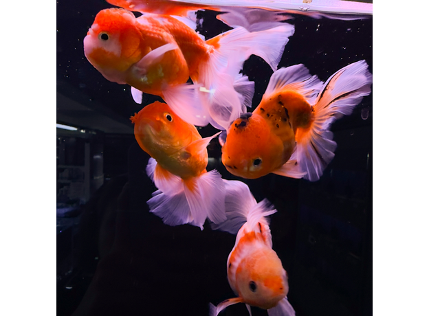 Золотая рыбка Оранда роза хвост L (Carassius auratus var.)