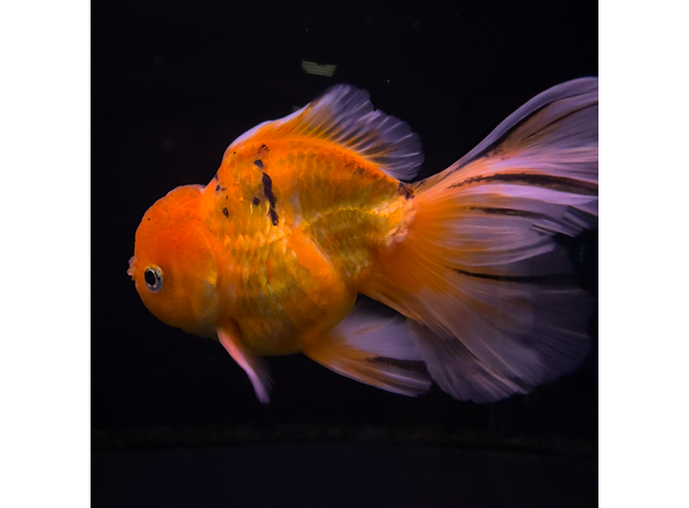 Золотая рыбка Оранда роза хвост L (Carassius auratus var.)
