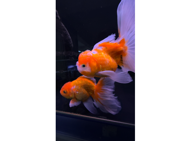 Золотая рыбка Оранда роза хвост L (Carassius auratus var.)