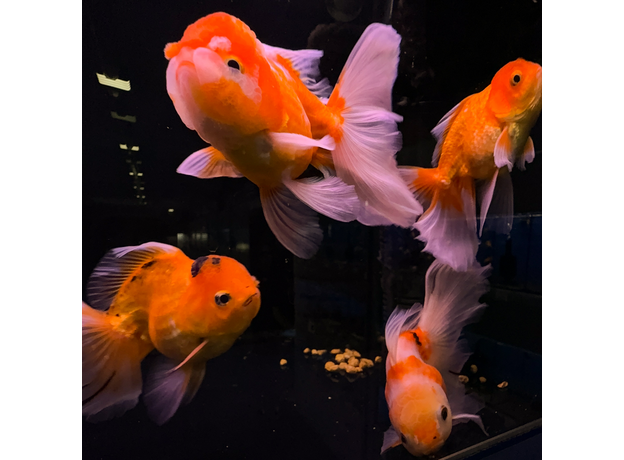 Золотая рыбка Оранда роза хвост L (Carassius auratus var.)
