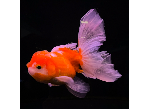 Золотая рыбка Оранда роза хвост L (Carassius auratus var.)