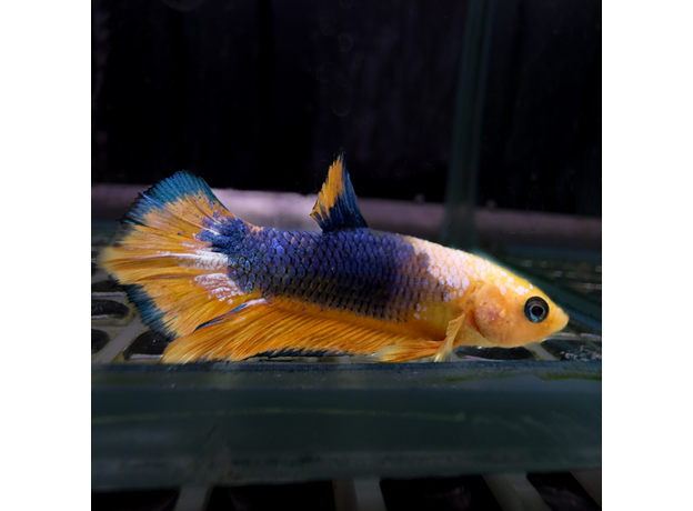 Петушок плакат аватар (самец) (Betta splendens var.Plakat)