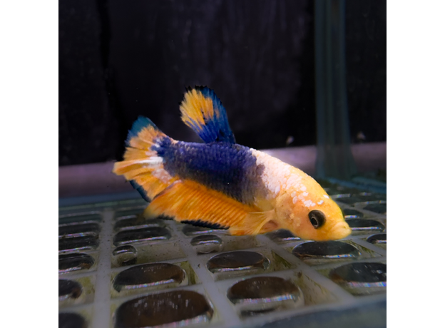 Петушок плакат аватар (самец) (Betta splendens var.Plakat)