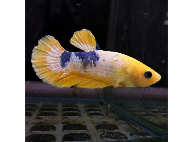 Петушок плакат аватар (самец) (Betta splendens var.Plakat)