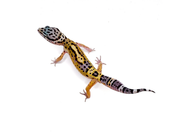 Эублефар пятнистый cr BN cr blood XL