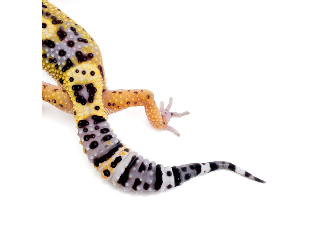 Эублефар пятнистый Cr BN сr blood М