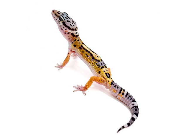 Эублефар пятнистый Cr BN сr blood М