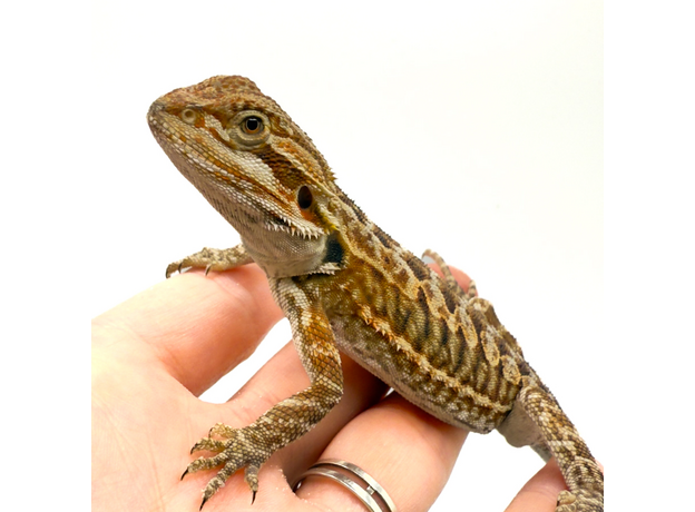 Агама бородатая Leatherback M