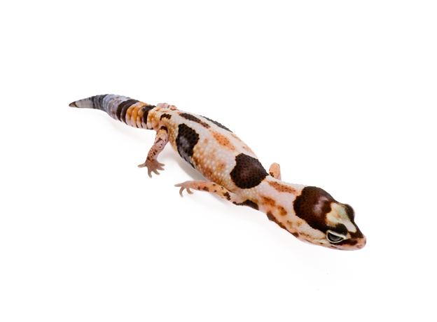 Гемитеконикс White out zulu het amel het patternless M