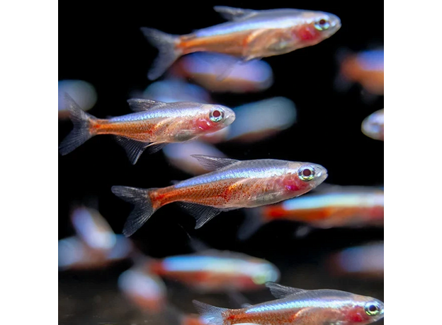 Неон красный альбинос (Paracheirodon axelrodi var. albino) Неон красный альбинос (Paracheirodon axelrodi var. albino)
