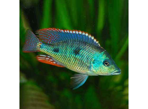Отофарингс тетрастигма (пара) (Otopharynx tetrastigma)