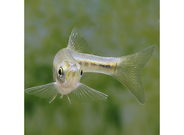 Данио инле (Inlecypris auropurpurea) Данио инле (Inlecypris auropurpurea)