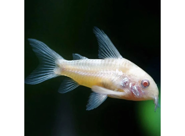 Сом коридорас золотистый альбинос (Corydoras aeneus)