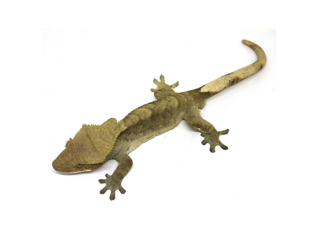 Геккон новокаледонский реснитчатый (бананоед) M, самка