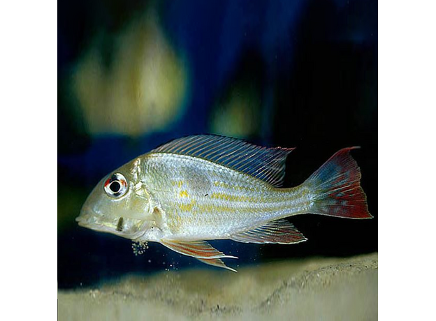 Геофагус проксимус (Geophagus proximus)