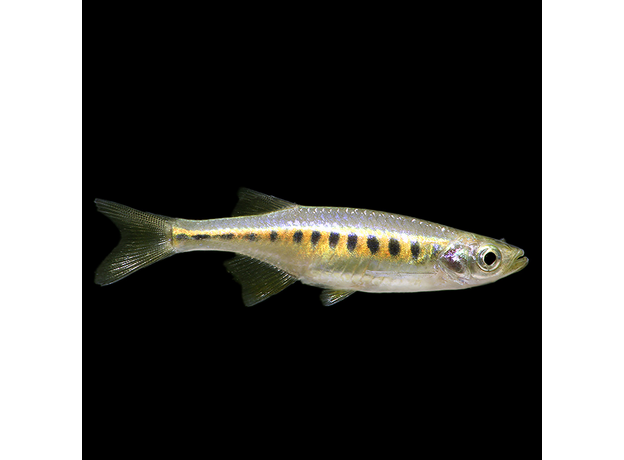 Данио инле (Inlecypris auropurpurea) Данио инле (Inlecypris auropurpurea)