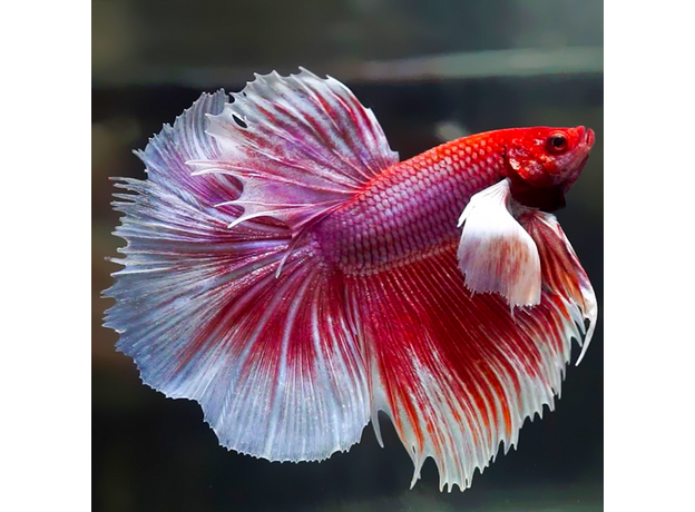 Петушок Супердельта Слоновье Ухо (самец) (Betta splendens)