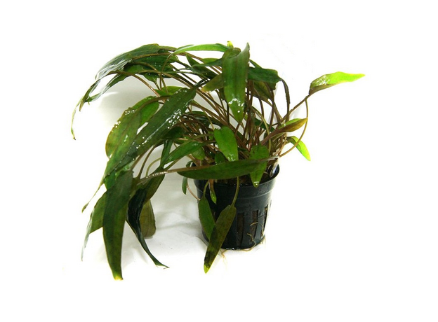 Криптокорина Вендта Ми Ойя (Cryptocoryne wendtii "Mi Oya") (меристема)