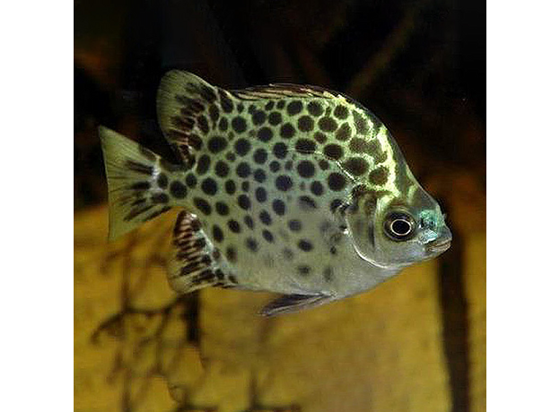 Скатофагус зеленый (Scatophagus argus)