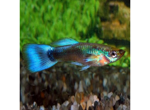 Гуппи Бирюзовые (самки) (Poecillia reticulata)