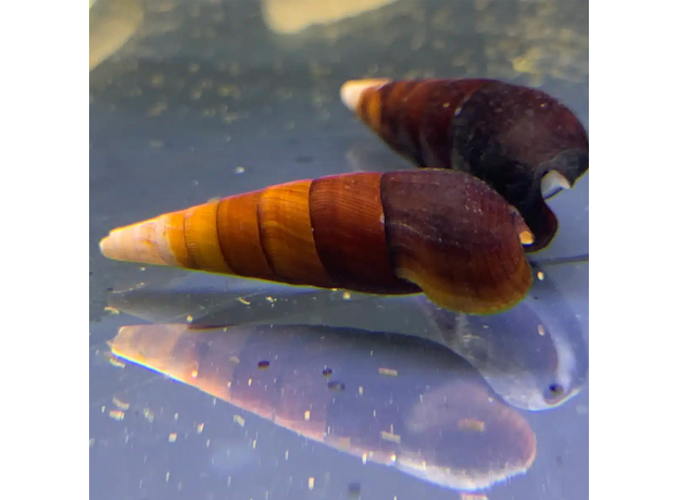 Улитка капучино (Faunus ater) Улитка капучино (Faunus ater)