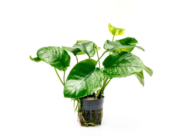 Анубиас Бартера волнистый (в горшке) (Anubias barteri Wrinkle)