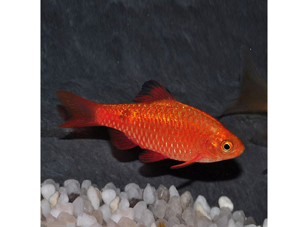 Барбус огненный (самцы) (Pethia conchonius)
