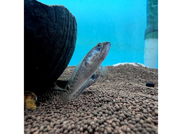 Змееголов карликовый S (Channa gachua) Змееголов карликовый S (Channa gachua)