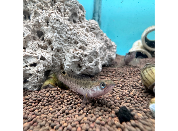 Змееголов карликовый S (Channa gachua) Змееголов карликовый S (Channa gachua)