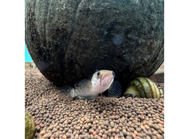 Змееголов карликовый S (Channa gachua) Змееголов карликовый S (Channa gachua)