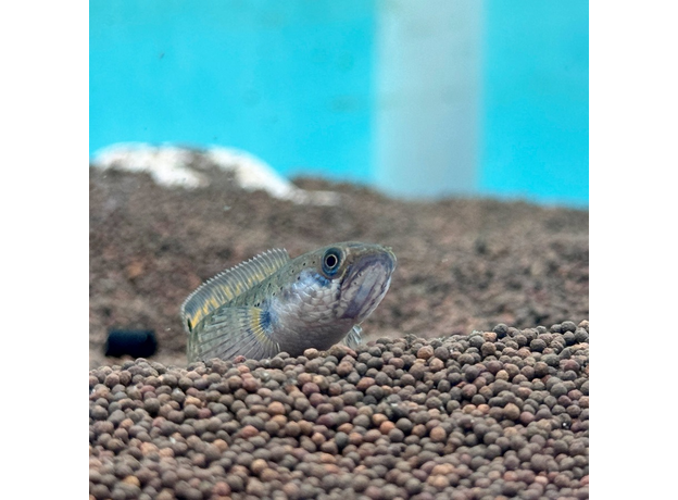 Змееголов карликовый S (Channa gachua) Змееголов карликовый S (Channa gachua)