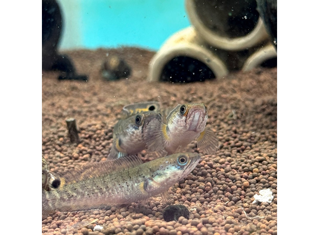 Змееголов карликовый S (Channa gachua) Змееголов карликовый S (Channa gachua)