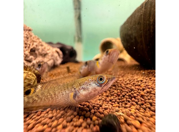 Змееголов карликовый S (Channa gachua) Змееголов карликовый S (Channa gachua)