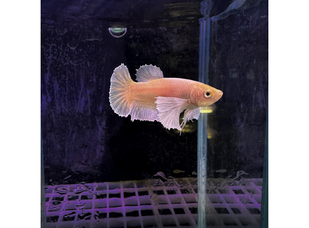Петушок плакат халфмун Дамбо платиновый (самка) (Betta splendens Plakat)