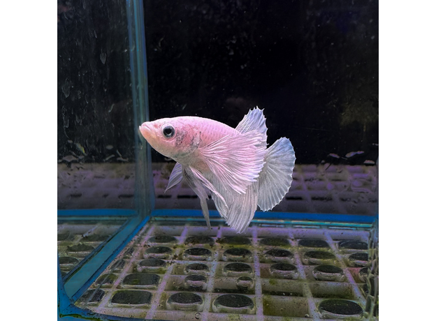 Петушок плакат халфмун Дамбо платиновый (самец) (Betta splendens Plakat)