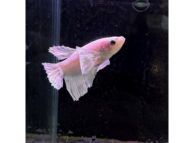 Петушок плакат халфмун Дамбо платиновый (самец) (Betta splendens Plakat)