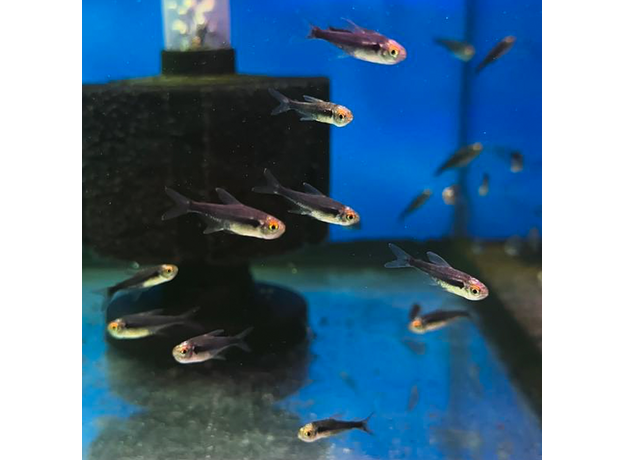 Неон черный бриллиантовый (Hyphessobrycon herbertaxelrodi)