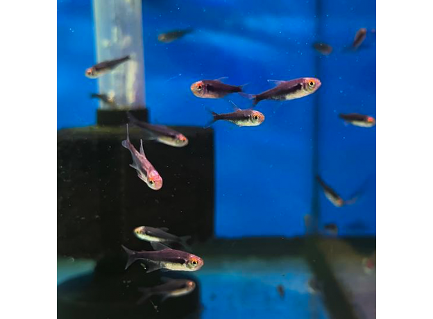 Неон черный бриллиантовый (Hyphessobrycon herbertaxelrodi)