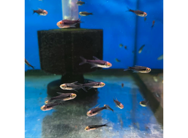 Неон черный бриллиантовый (Hyphessobrycon herbertaxelrodi)