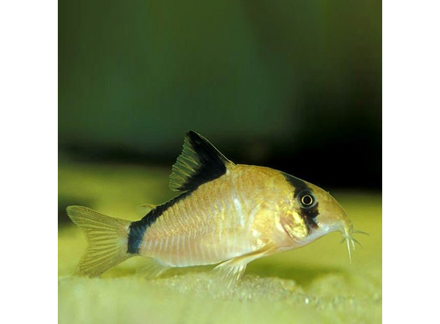 Сом коридорас Мета (Corydoras metae)