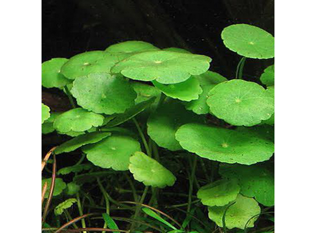 Щитолистник мутовчатый (Hydrocotyle verticillata)