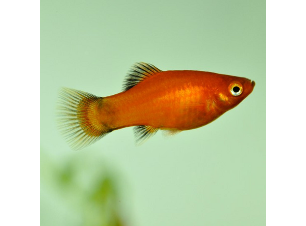 Пецилия микс (Xiphophorus maculatus)